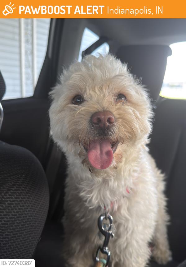 Found/Stray Male Dog last seen Mitthoefer and E. 52nd st, Indianapolis, IN 46236