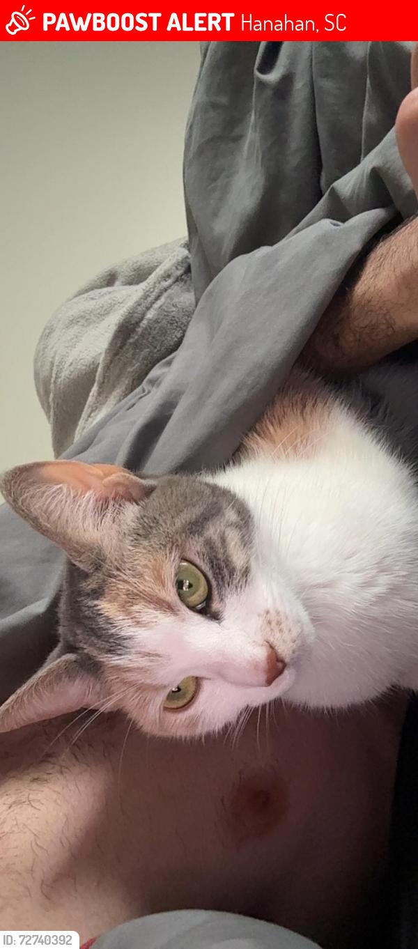 Lost Female Cat last seen Audubon dr, Hanahan, SC 29410