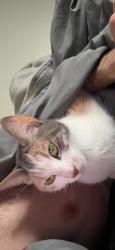 Lost Female Cat last seen Audubon dr, Hanahan, SC 29410