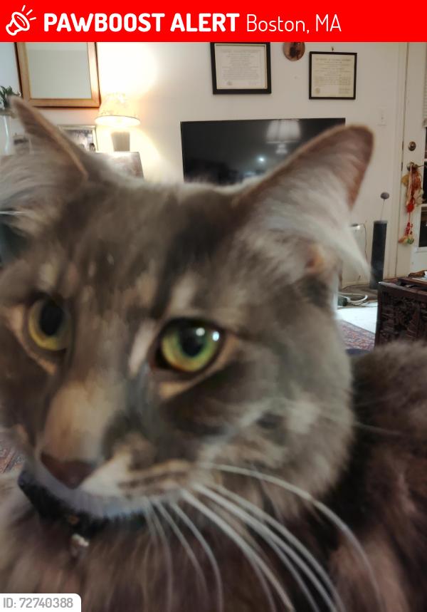 Lost Male Cat last seen Near Centre St, West Roxbury, Ma, Boston, MA 02132