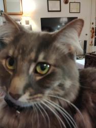 Lost Male Cat last seen Near Centre St, West Roxbury, Ma, Boston, MA 02132