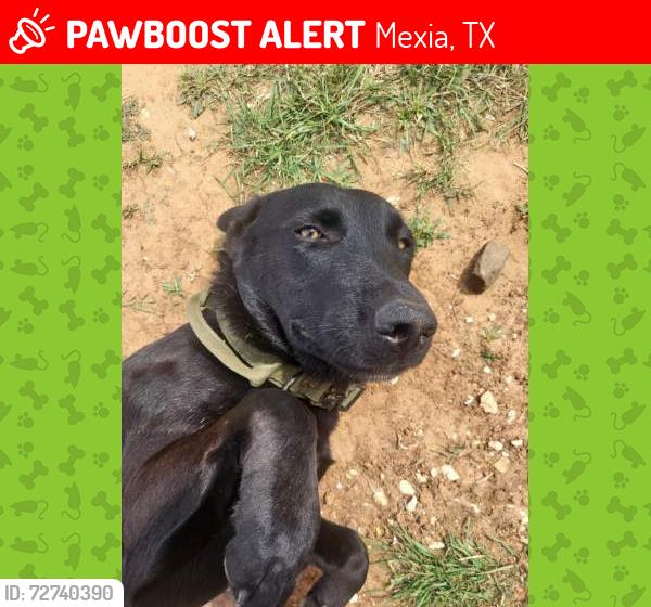 Lost Male Dog last seen Near , Mexia, TX 76667