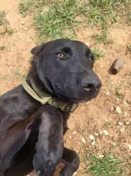 Lost Male Dog last seen Near , Mexia, TX 76667