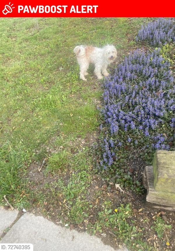 Lost Male Dog last seen Behind hses and wondering around , Whitfield County, GA 30721