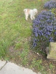 Lost Male Dog last seen Behind hses and wondering around , Whitfield County, GA 30721