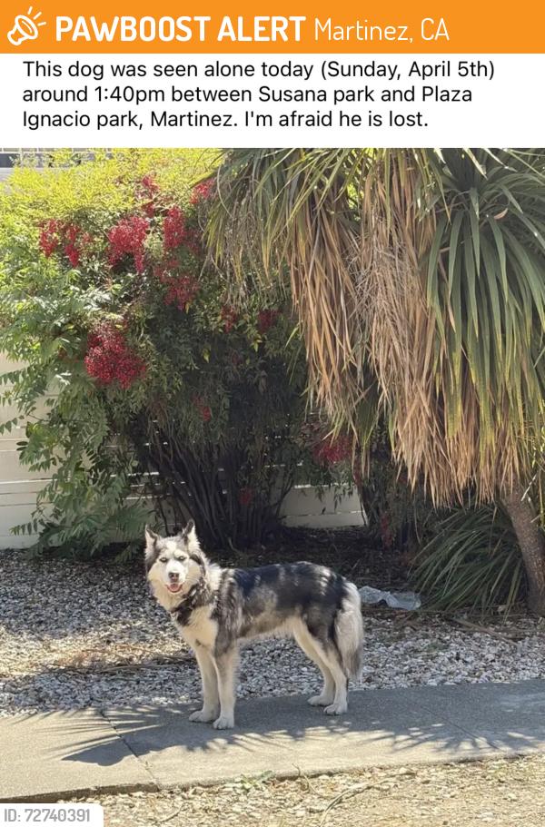 Found/Stray Unknown Dog last seen Susana Park, Martinez , Martinez, CA 94553