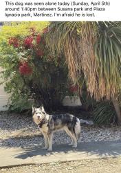 Found/Stray Unknown Dog last seen Susana Park, Martinez , Martinez, CA 94553
