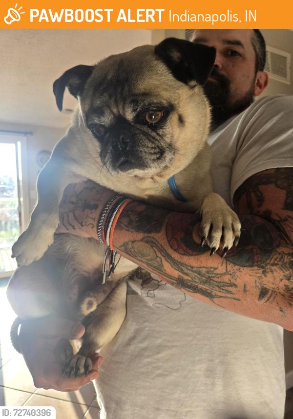 Found/Stray Male Dog last seen Stop 11 and McFarland Rd., Indianapolis, IN 46227