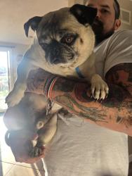 Found/Stray Male Dog last seen Stop 11 and McFarland Rd., Indianapolis, IN 46227