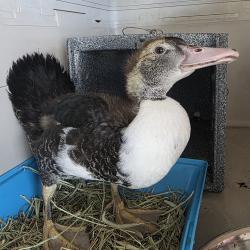 Found/Stray Unknown Bird last seen 41st st, Manhattan Beach, CA 90266