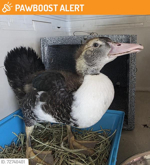 Found/Stray Unknown Bird last seen 41st st, Manhattan Beach, CA 90266