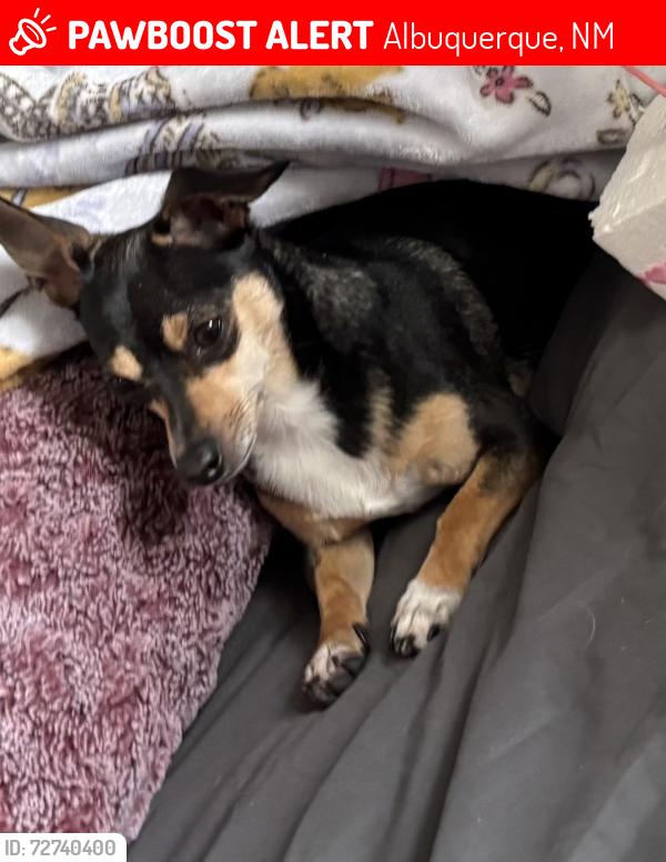 Lost Female Dog last seen Near Natalie Ave ne , Albuquerque, NM 87110