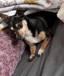 Lost Female Dog last seen Near Natalie Ave ne , Albuquerque, NM 87110