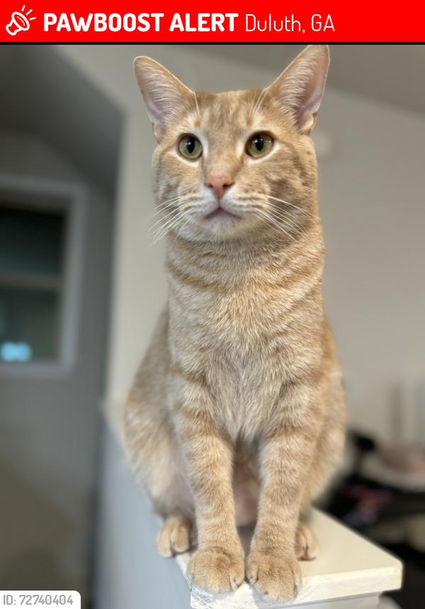 Lost Male Cat last seen Village park bend, Duluth, GA 30096