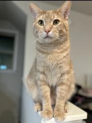Lost Male Cat last seen Village park bend, Duluth, GA 30096