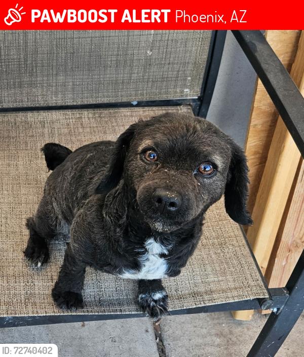 Lost Female Dog last seen W Camelback Rd & N 56th Ave Phoenix, AZ , Phoenix, AZ 85031
