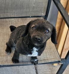Lost Female Dog last seen W Camelback Rd & N 56th Ave Phoenix, AZ , Phoenix, AZ 85031