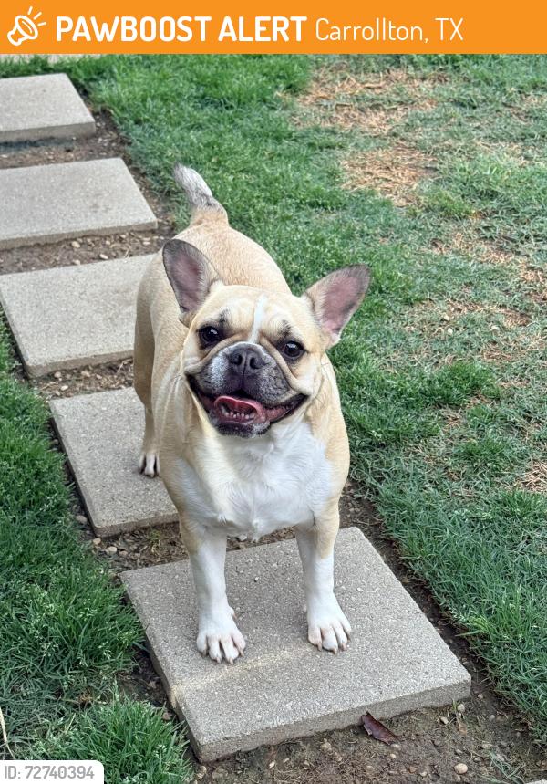 Found/Stray Female Dog last seen Jackson Street and Josey Lane, Carrollton, TX 75006