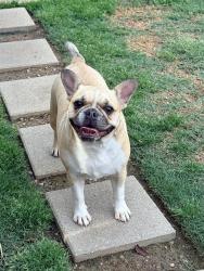 Found/Stray Female Dog last seen Jackson Street and Josey Lane, Carrollton, TX 75006