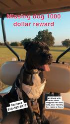 Lost Female Dog last seen Near Julie avenue, Hominy, OK 74035