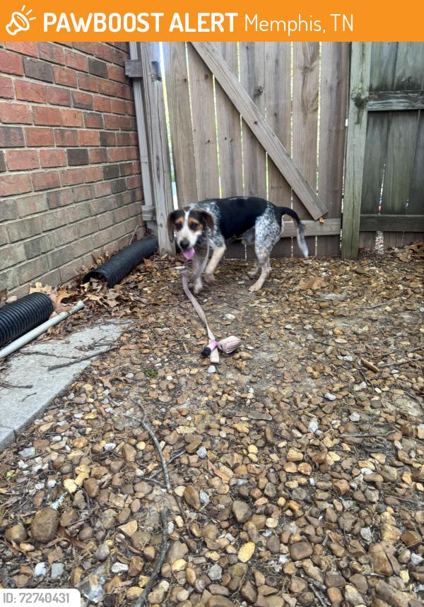 Found/Stray Male Dog last seen Sy Renee and Chris Suzanne , Memphis, TN 38018