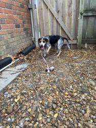 Found/Stray Male Dog last seen Sy Renee and Chris Suzanne , Memphis, TN 38018