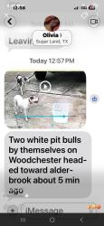Lost Female Dog last seen Woodchester , Sugar Land, TX 77498