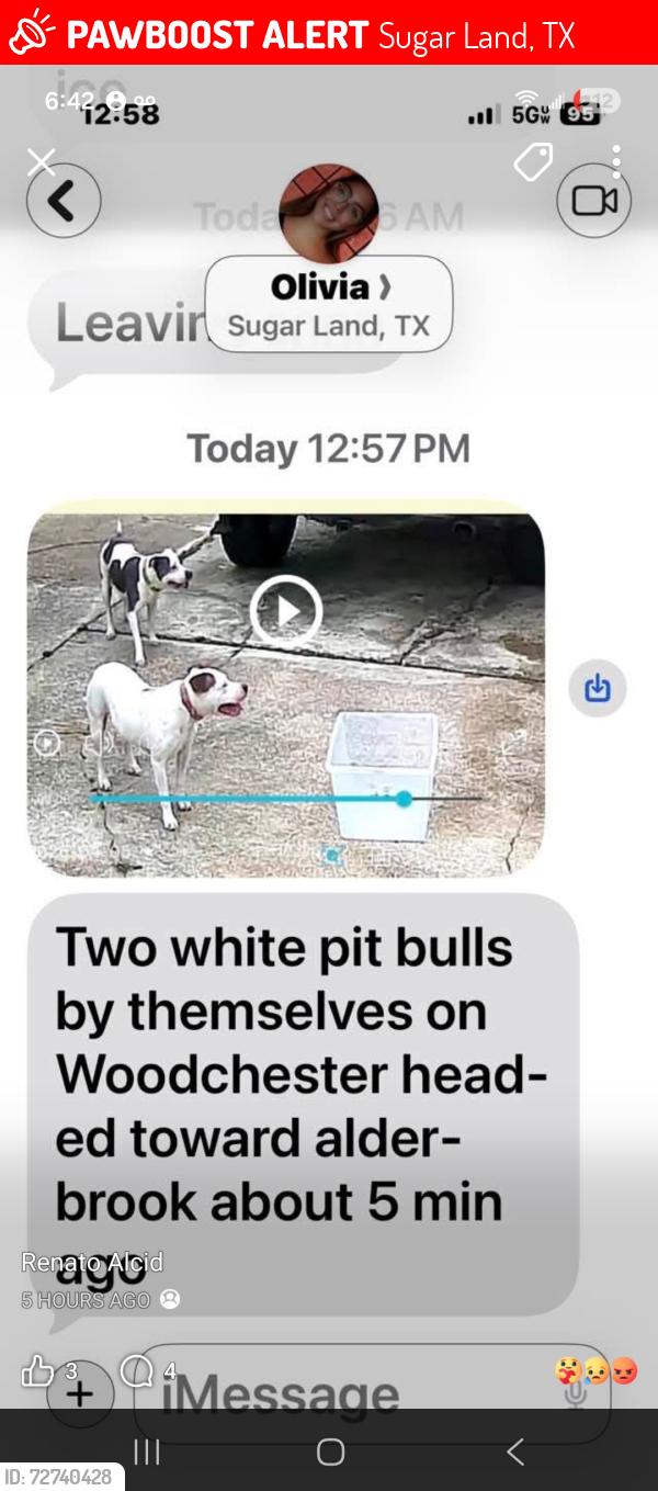 Lost Female Dog last seen Woodchester , Sugar Land, TX 77498