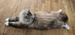 Lost Male Cat last seen Jack Brow park, Kelowna, BC V1Y