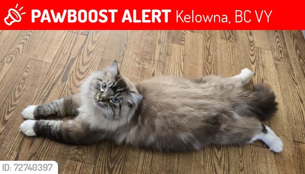 Lost Male Cat last seen Jack Brow park, Kelowna, BC V1Y