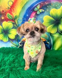Lost Female Dog last seen Willowbrook and south valley mills , Waco, TX 76711