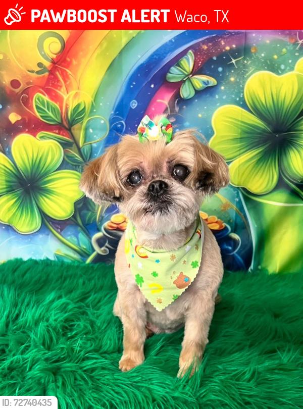 Lost Female Dog last seen Willowbrook and south valley mills , Waco, TX 76711