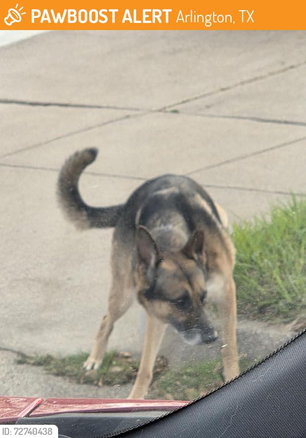 Found/Stray Unknown Dog last seen Creek valley dr. & colonnade dr, Arlington, TX 76018