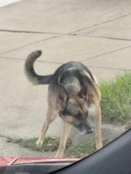 Found/Stray Unknown Dog last seen Creek valley dr. & colonnade dr, Arlington, TX 76018