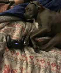 Lost Male Dog last seen SW Tulip Blvd, Port St. Lucie, FL 34953