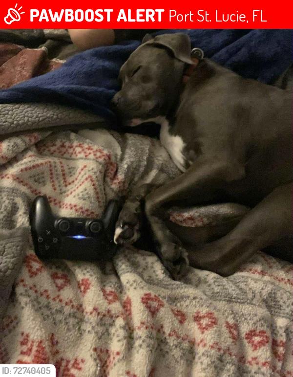 Lost Male Dog last seen SW Tulip Blvd, Port St. Lucie, FL 34953