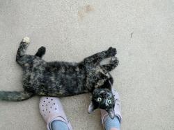 Found/Stray Female Cat last seen Greenfield and University , Mesa, AZ 85205