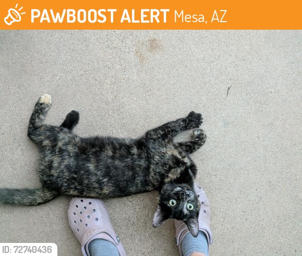Found/Stray Female Cat last seen Greenfield and University , Mesa, AZ 85205