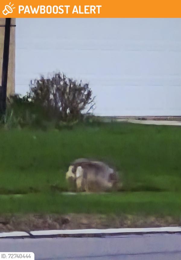 Found/Stray Unknown Dog last seen Big creek parkway, Middleburg Heights, OH 44130