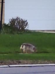 Found/Stray Unknown Dog last seen Big creek parkway, Middleburg Heights, OH 44130