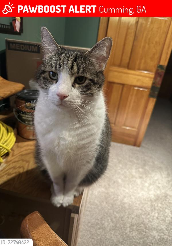 Lost Male Cat last seen Windermere neighborhood near edenham lane and Elgin way, Cumming, GA 30041