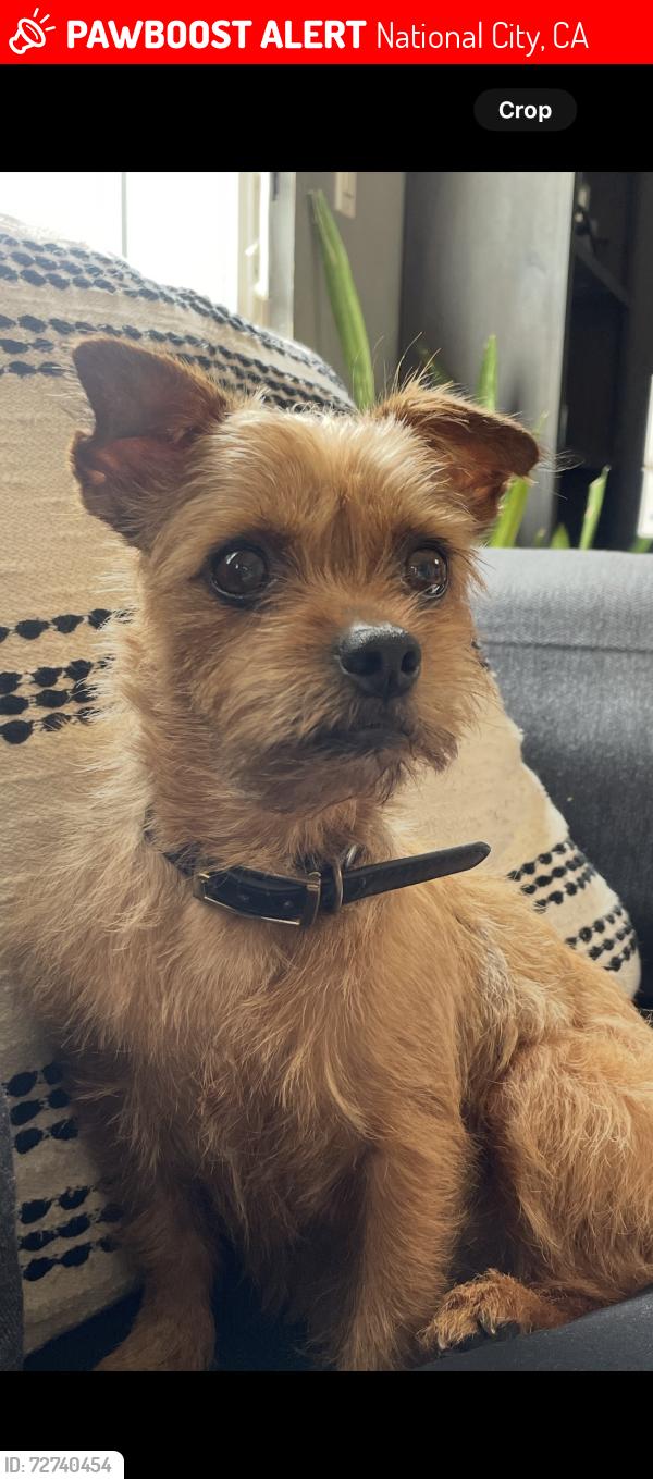 Lost Female Dog last seen 18th Street, National City, CA 91950