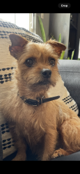 Lost Female Dog last seen 18th Street, National City, CA 91950