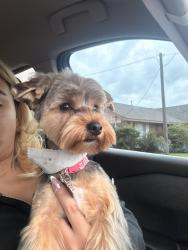 Lost Female Dog last seen Gladebrook, Stillview Dr, FM 1960, Houston, TX 77068