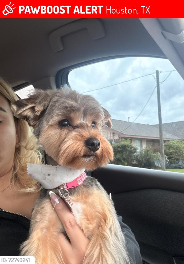 Lost Female Dog last seen Gladebrook, Stillview Dr, FM 1960, Houston, TX 77068