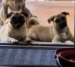 Lost Female Dog last seen poplar and beverly , Montebello, CA 90640