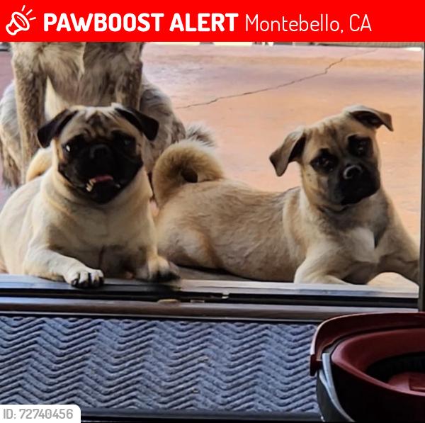 Lost Female Dog last seen poplar and beverly , Montebello, CA 90640