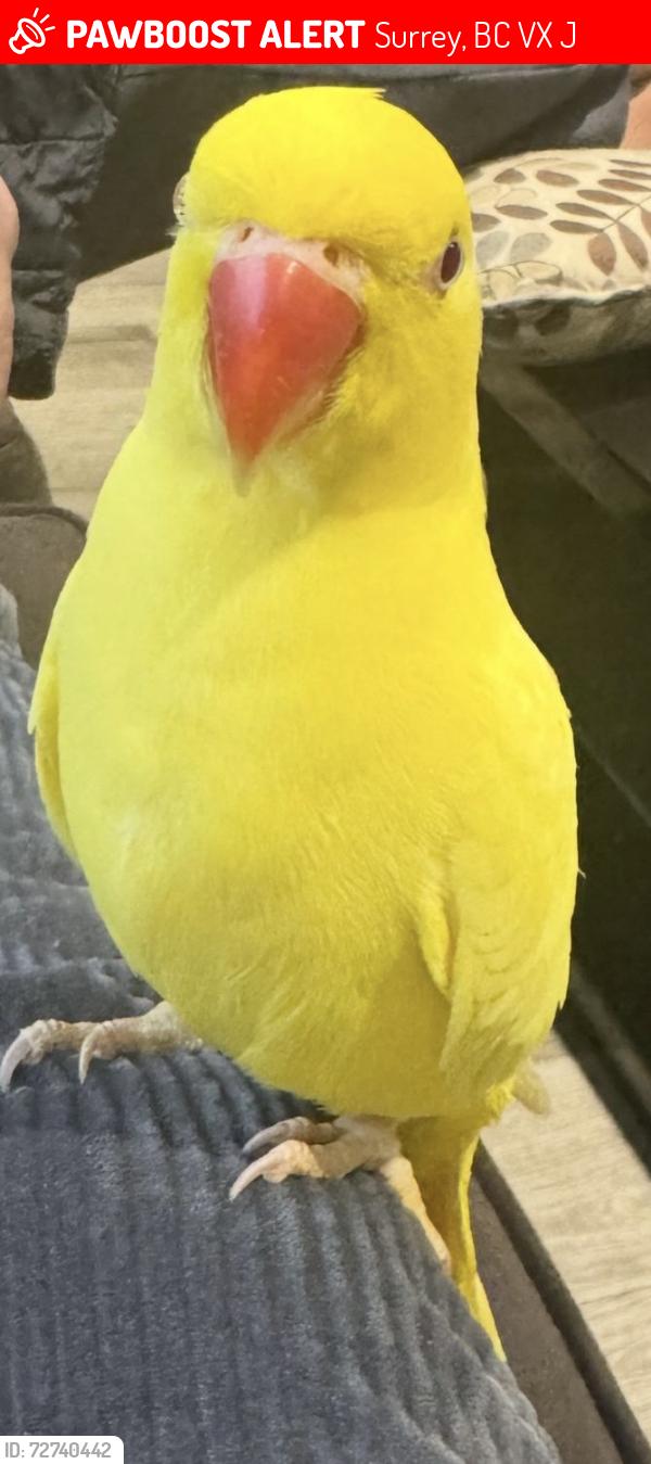 Lost Unknown Bird last seen Near panorama ridge high school area 132 and 62 , Surrey, BC V3X 3J6
