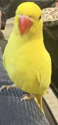 Lost Unknown Bird last seen Near panorama ridge high school area 132 and 62 , Surrey, BC V3X 3J6