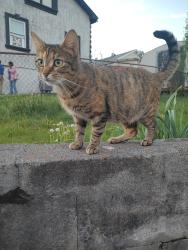 Found/Stray Unknown Cat last seen Dalton off virgil, Kingsport, TN 37665